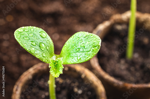Close-up leaf of seedling with water drops. Growth planted pumpkin plant in biodegradable peat pot in vegetable garden photo