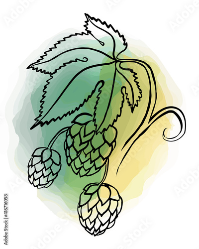 Hand drawn Beer Hop branch with leaves and cone illustration