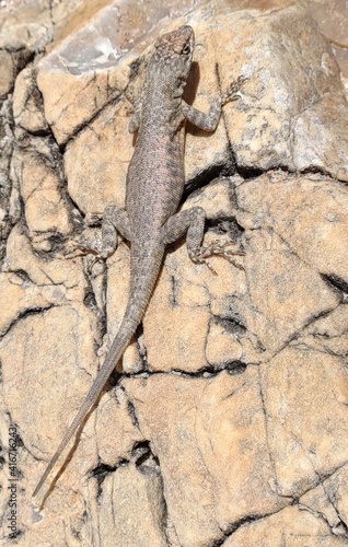 lizard on the stone