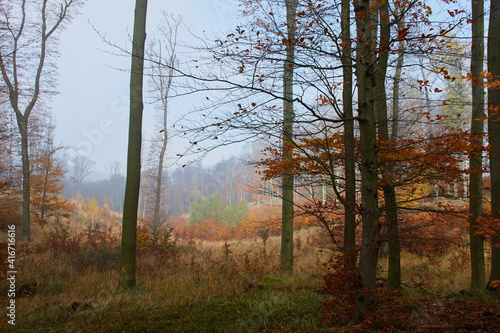 Amazing Carpathian forest in autumn season, Slovakia, Europe