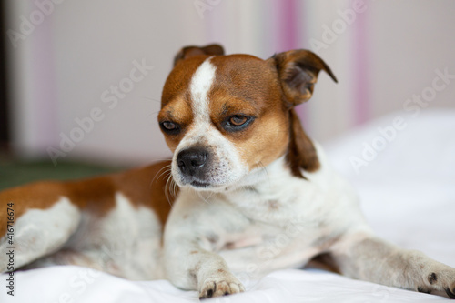Small chihuahua dog with serious face lying on the bed. 