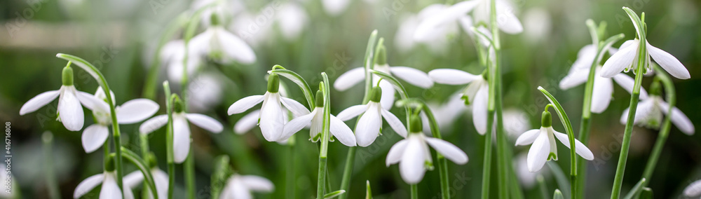 close up of snowdrop flowers under sunlight - spring time flowers
close up of snowdrop flowers under sunlight - spring time flowers