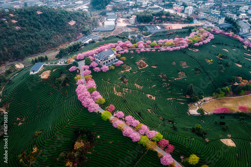 Aerial view of traditional Chinese tea garden, with blooming cherry trees on the tea mountain at sunrise, in Yongfu cherry blossom garden in Longyan, Fujian, China photo