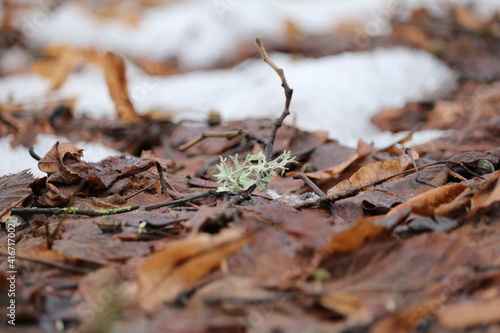 close up of old leaves in snow