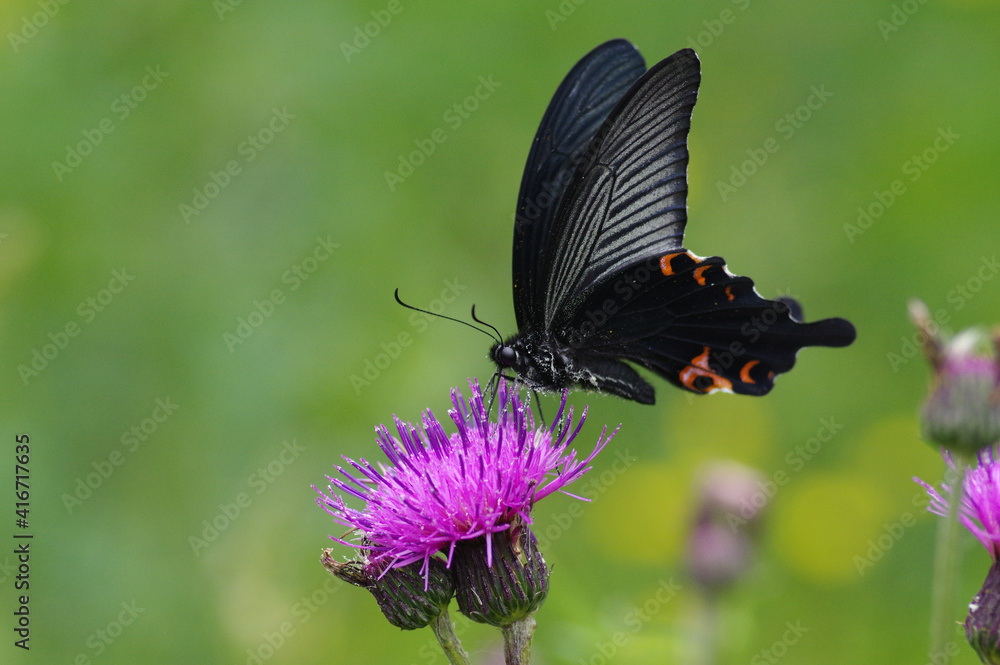 Fototapeta premium ノアザミとクロアゲハ