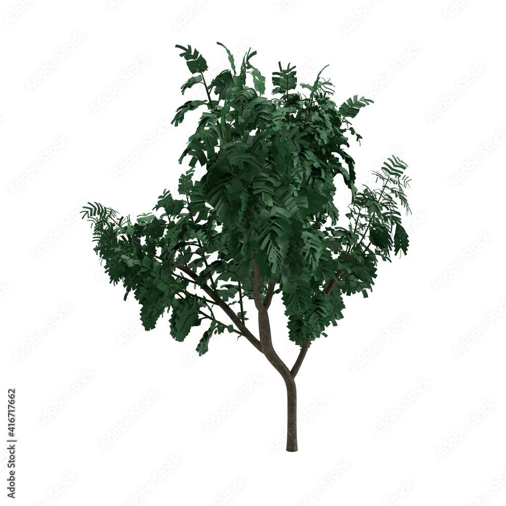 plant on white background plant on white background