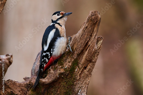 Dendrocopos major, great spotted woodpecker, wildlife from danube wetland, Slovakia, Europe
