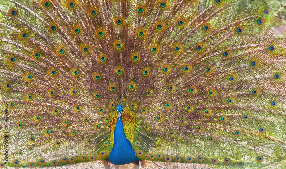 Obraz premium Indian peafowl, blue peafowl. The close-up image of the male Indian peafowl s tail is fanned