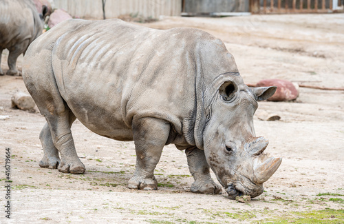 White rhinoceros in captivity in its enclosure standing in the mud