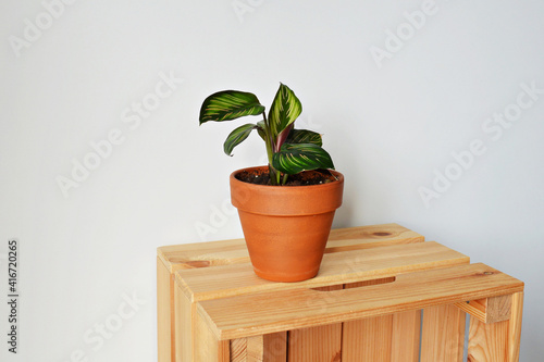 Green house plant calathea beauty star in terracotta pot on wooden box over white