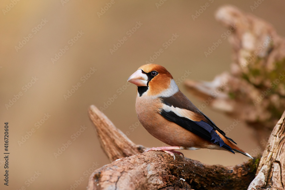 Fototapeta premium Coccothraustes coccothraustes, Hawfinch, wildlife from danube wetland forest, Slovakia, Europe