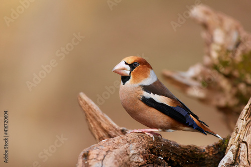 Coccothraustes coccothraustes, Hawfinch, wildlife from danube wetland forest, Slovakia, Europe