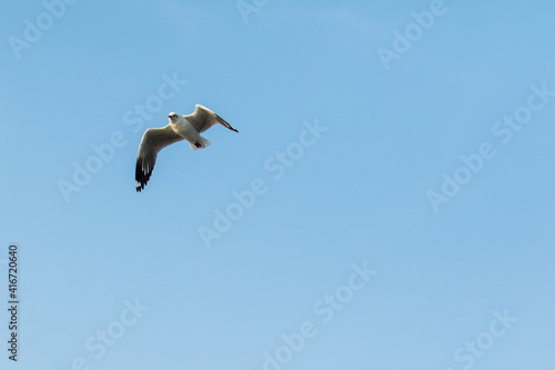 Seagulls flying