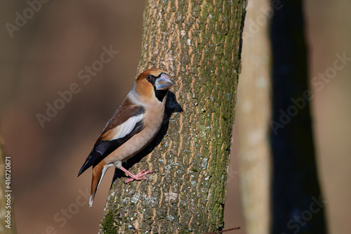 Coccothraustes coccothraustes, Hawfinch, wildlife from danube wetland forest, Slovakia, Europe