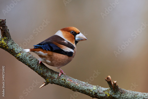 Coccothraustes coccothraustes, Hawfinch, wildlife from danube wetland forest, Slovakia, Europe