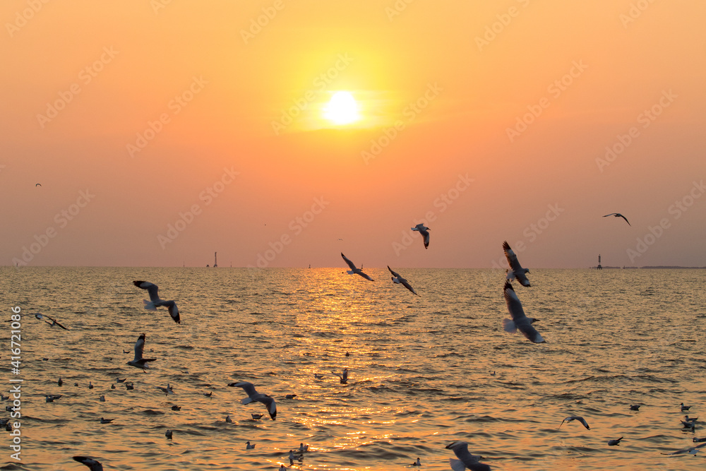 Silhouette of seagull flying at sunset