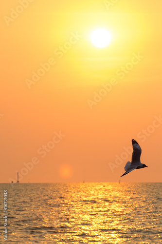 Silhouette of seagull flying at sunset