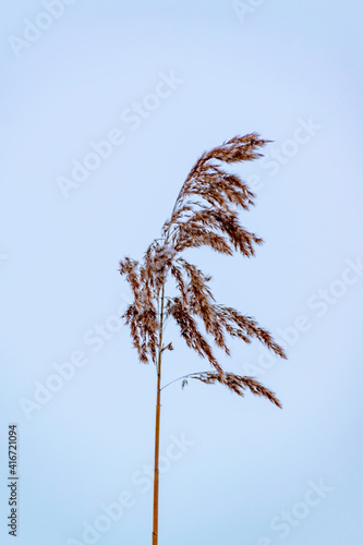 Plakat Cane