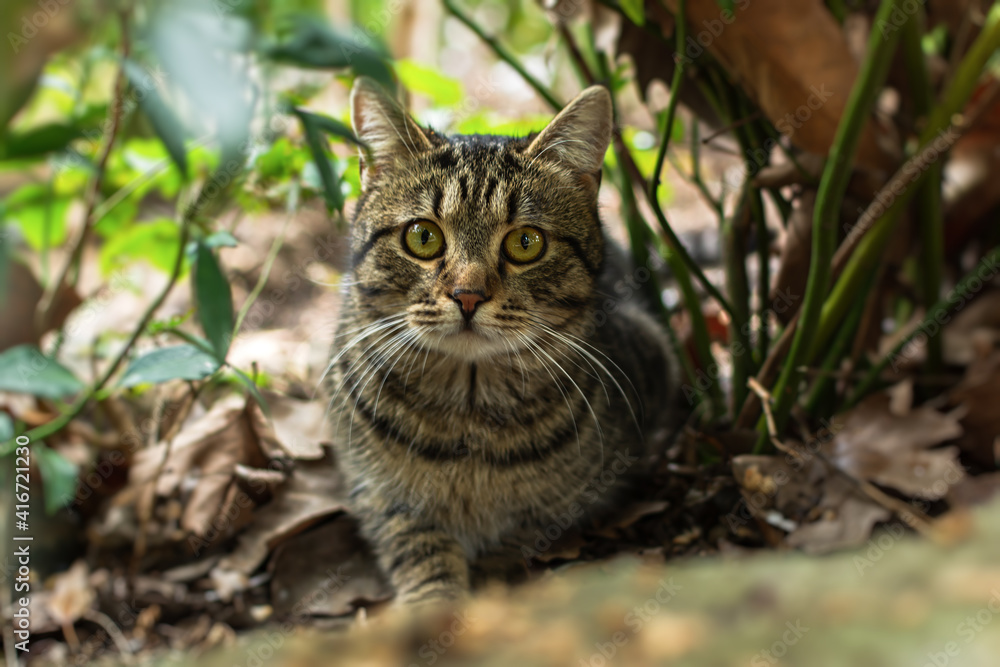 A striped young cat with surprised eyes in the garden. Close-up portrait, looking directly at the camera. Blurred background of green foliage. Walking on the street, exploring nature. Warm summer day