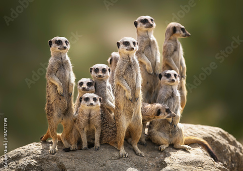 Meerkat family standing on a rock on lookout photo