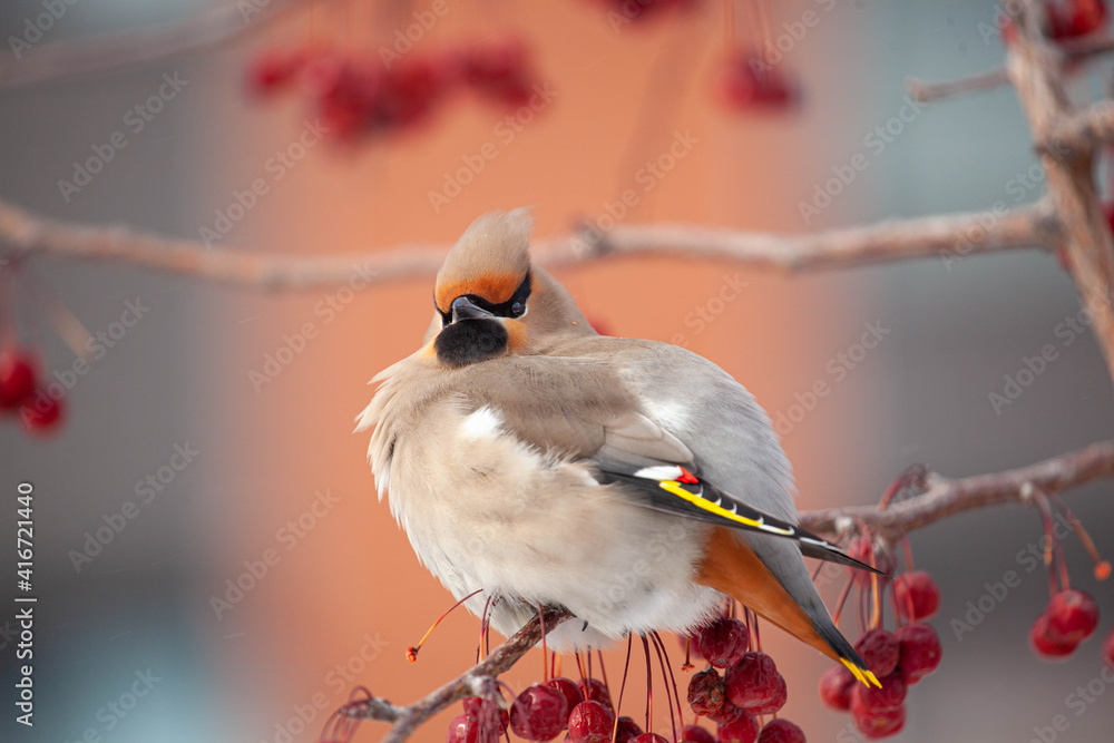 Fototapeta premium Bohemian waxwing winter passerine bird feeding on berries