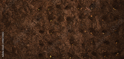 Seedlings in the soil close-up.