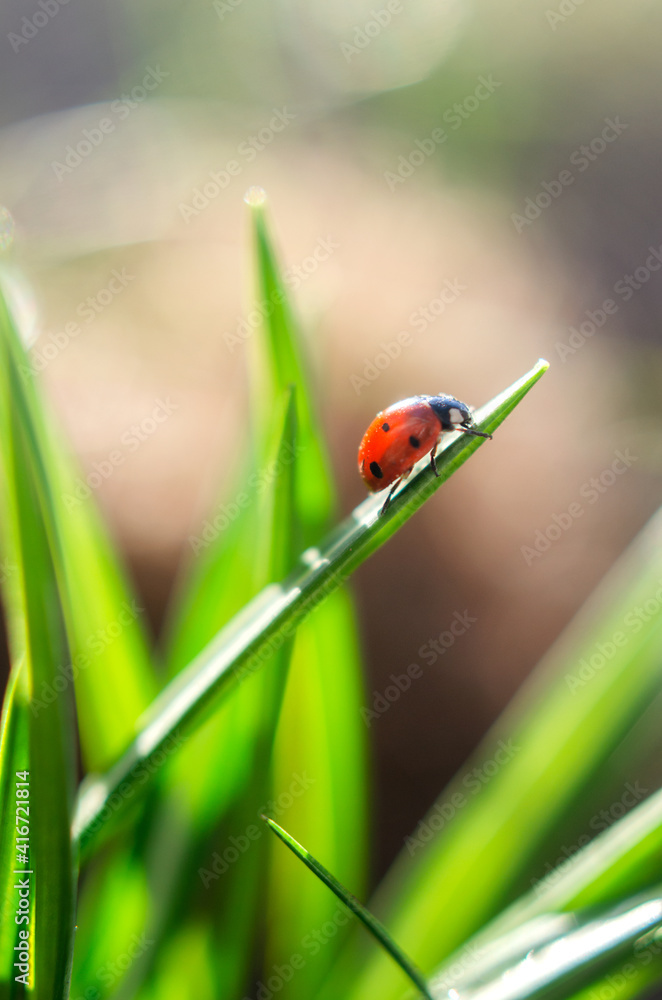 Spring greeting card with sun, grass and ladybug