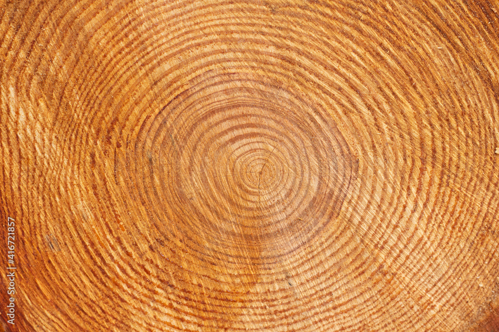 Close-up of a cross-section of a tree trunk.Texture of a cut tree with annual rings.Tree trunk cutaway.Wood texture background Close-up of a cross-section of a tree trunk.Texture of a cut tree with annual rings.Tree trunk cutaway.Wood texture background