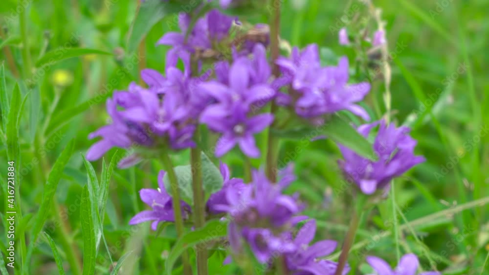 purple wildflowers,wildflowers bells in the wild purple wildflowers,wildflowers bells in the wild