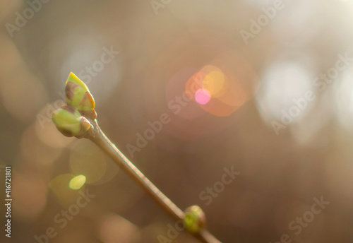 Fototapeta Swollen buds on a tree in spring