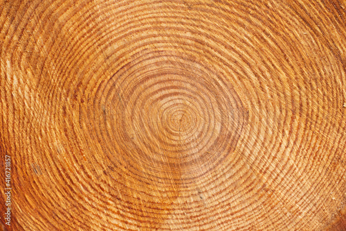 Close-up of a cross-section of a tree trunk.Texture of a cut tree with annual rings.Tree trunk cutaway.Wood texture background