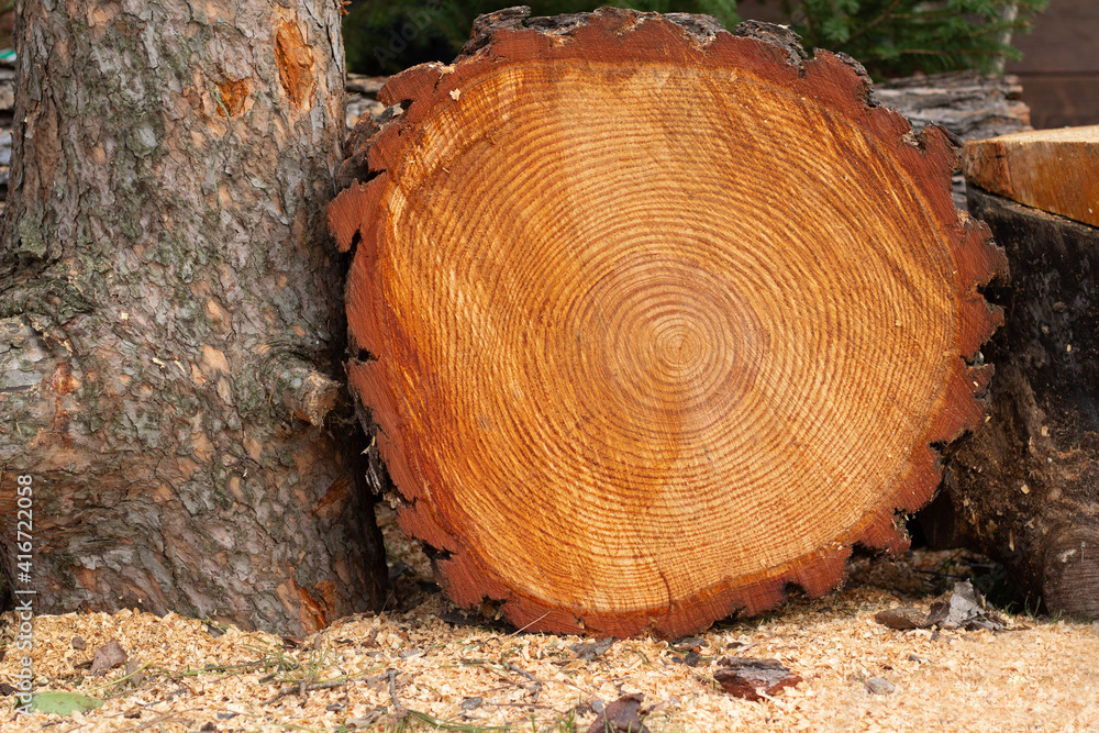 Cross section of a tree trunk. Cut wood texture with growth rings. In the section of a tree trunk. Wood texture background Cross section of a tree trunk. Cut wood texture with growth rings. In the section of a tree trunk. Wood texture background