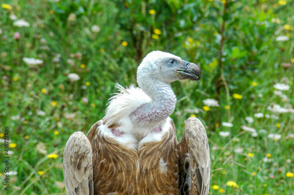 close-up of a vulture in the grass close-up of a vulture in the grass