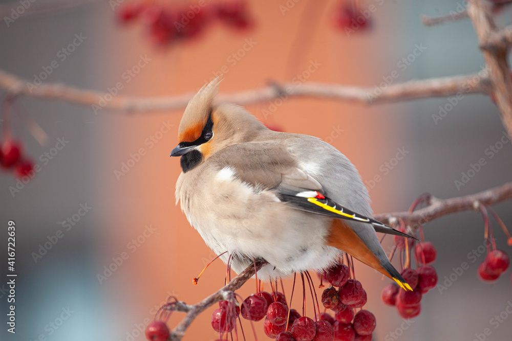 Fototapeta premium Bohemian waxwing winter passerine bird feeding on berries