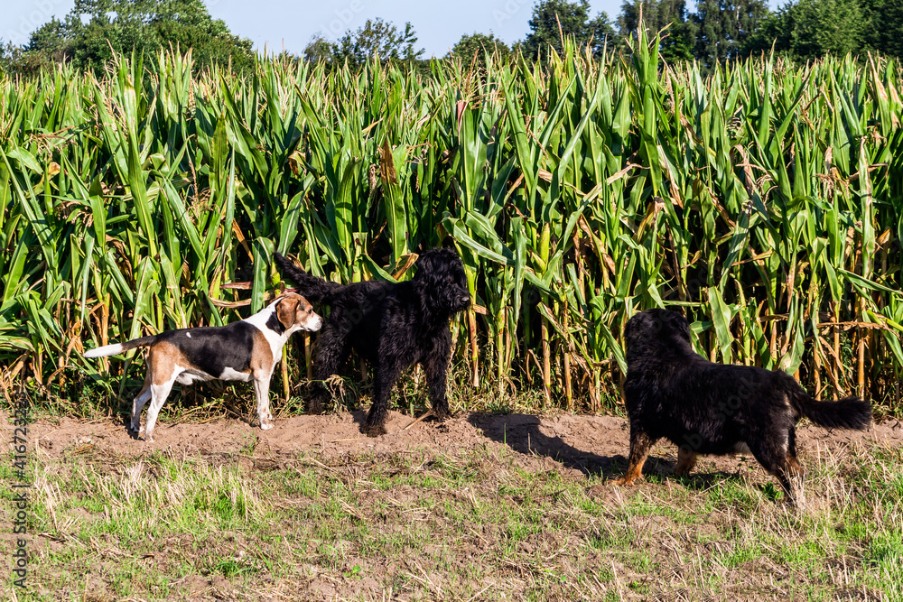 Drei Hunde stehen im Maisfeld
