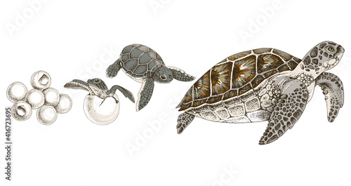 Fotografie, Obraz Hand drawn sea turtle life cycle