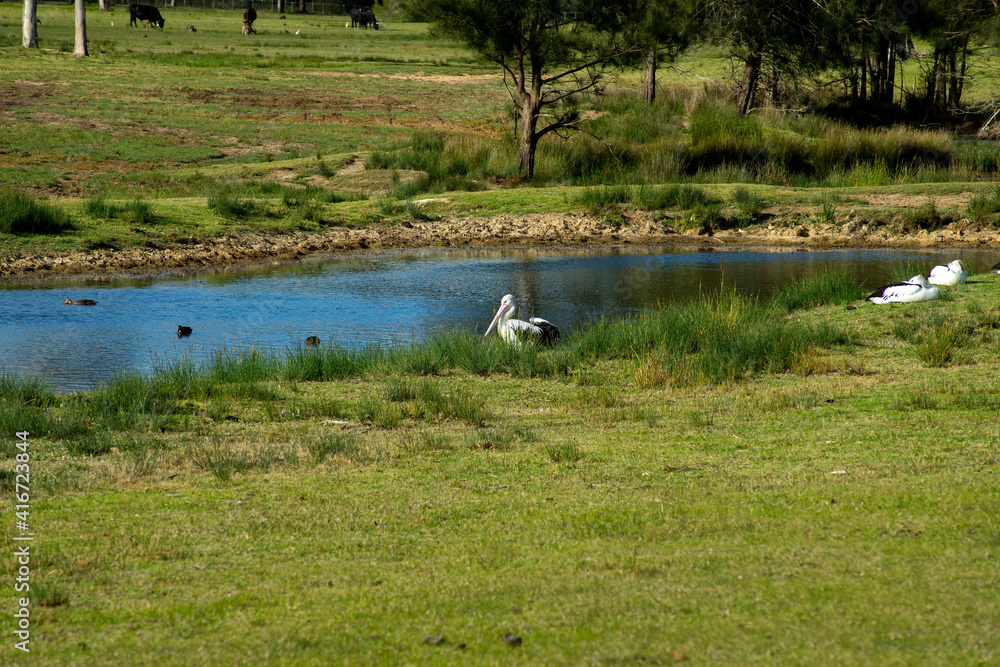 Australian pelican (scientific name pelecanus conspicillatus) resting beside pond 