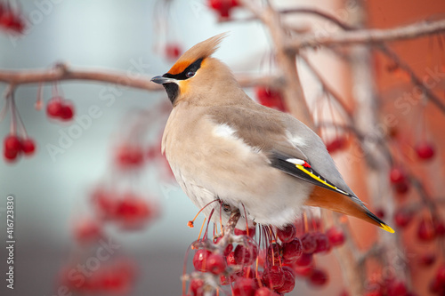 Bohemian waxwing winter passerine bird feeding on berries photo