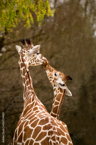 Canvas Print Mother and Baby Giraffe Kissing, Selective Focus, Africa