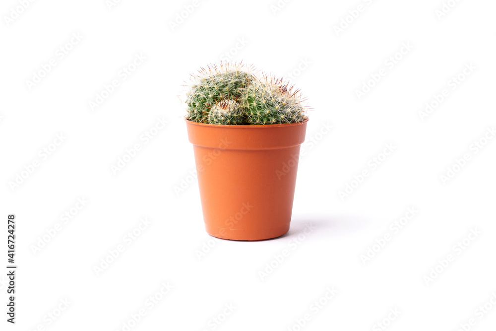 cactus in brown flowerpot isolated on white