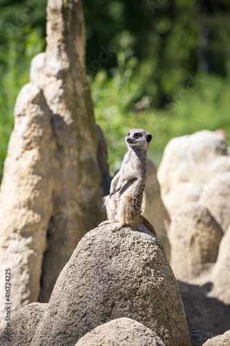 Portrait of Meerkat (Suricata suricatta) Watching the Area, Selective Focus