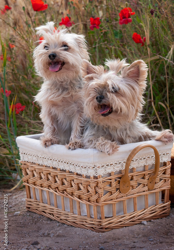 two yorkshire terrier dogs put in a wicker basket in spring