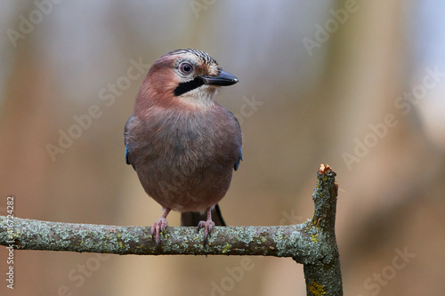 Garrulus glandarius, Eurasian jay, wildlife from danube wetland forest, Slovakia, Europe photo