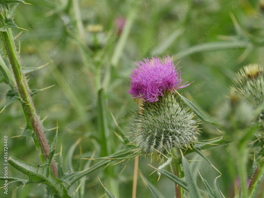 thorny cone flower Onopordum acanthium close-up on a green background thorny cone flower Onopordum acanthium close-up on a green background