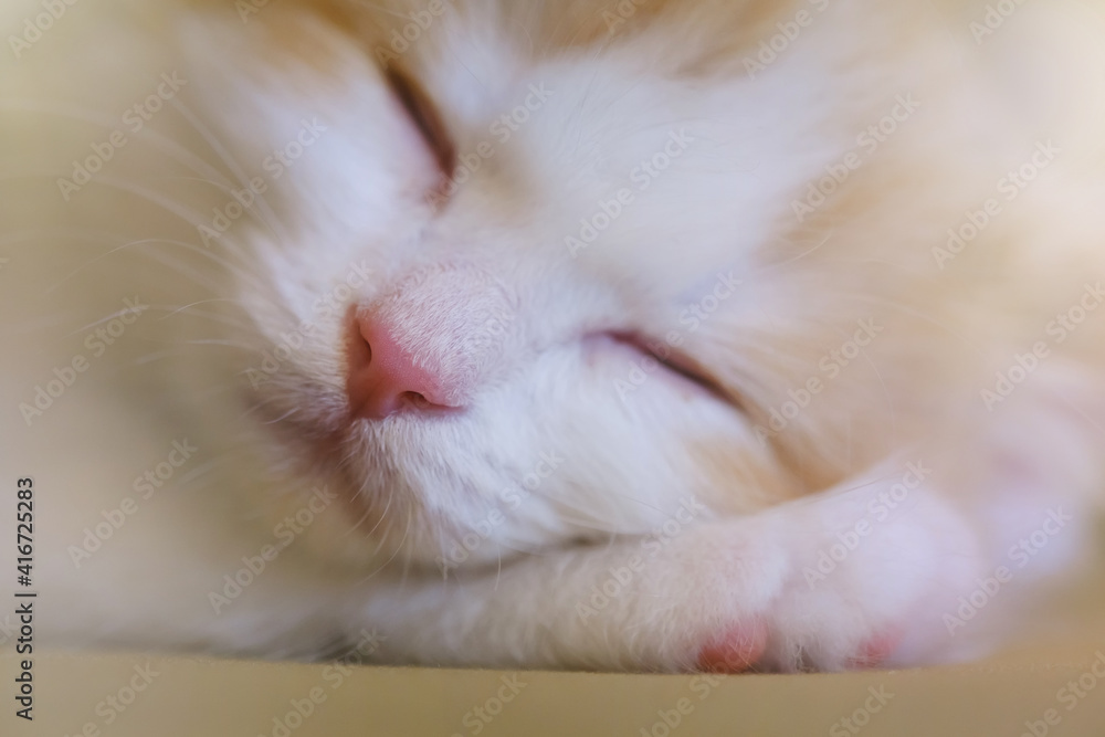 Orange and white cat sleeping. Shallow depth of field, blurred background.