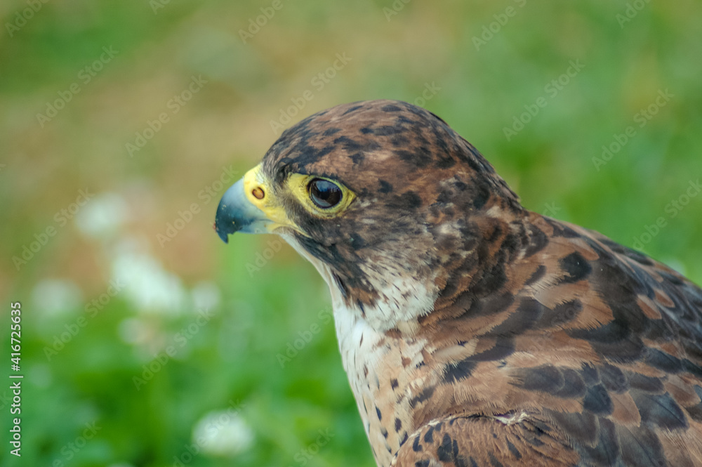 peregrine falcon portrait Stock Photo Adobe Stock
