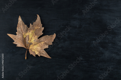 Single dried leaf on black background