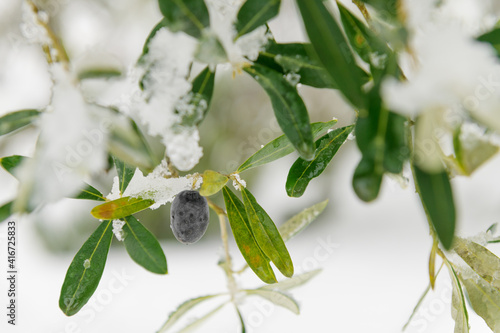 Beautiful Olive trees in an olive grove in the snow