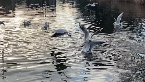 Birds on the lake water .Slow motion. Fly of birds upon the lake .