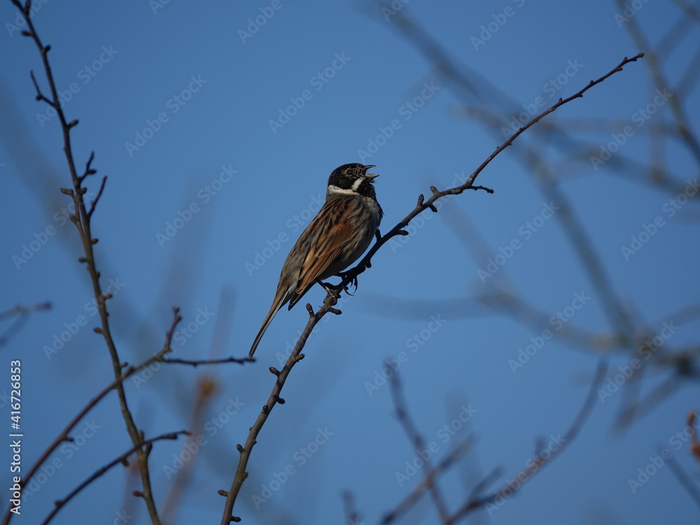 male reed bunting (Emberiza schoeniclus) singing from tree branch male reed bunting (Emberiza schoeniclus) singing from tree branch